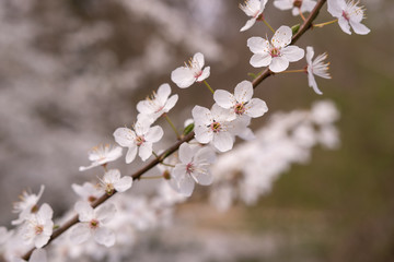 Frühlingsblüten