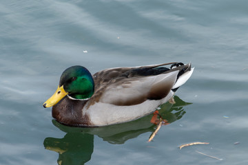 Obraz premium Schwimmende Ente im Wasser