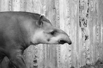 Tapir © le_moque
