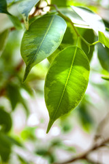 Green foliage of ficus bush.
