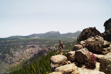 Fototapeta premium Rocks in the mountains with beautiful pink flower