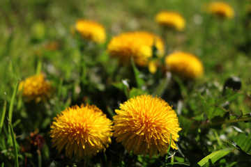 Field with dandelions. Closeup of yellow spring flowers