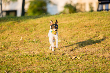 Parson Russell Terrier dog playing with ball, running, jumping, in nature, outdoors, park at sunset