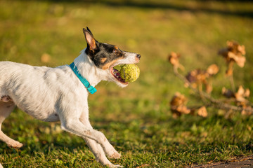 Naklejka na ściany i meble Parson Russell Terrier dog playing with ball, running, jumping, in nature, outdoors, park at sunset