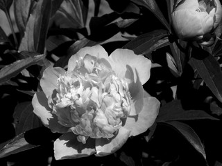 Flowers on a black and white photo