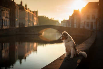 dog on the waterfront at sunrise. Pet on nature. Australian Shepherd, Aussie . Dog travel