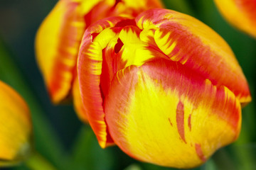 A close up of yellow and red tulips almost ready to bloom.