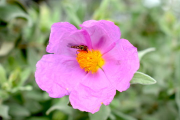 Rosa Arkansana Flower