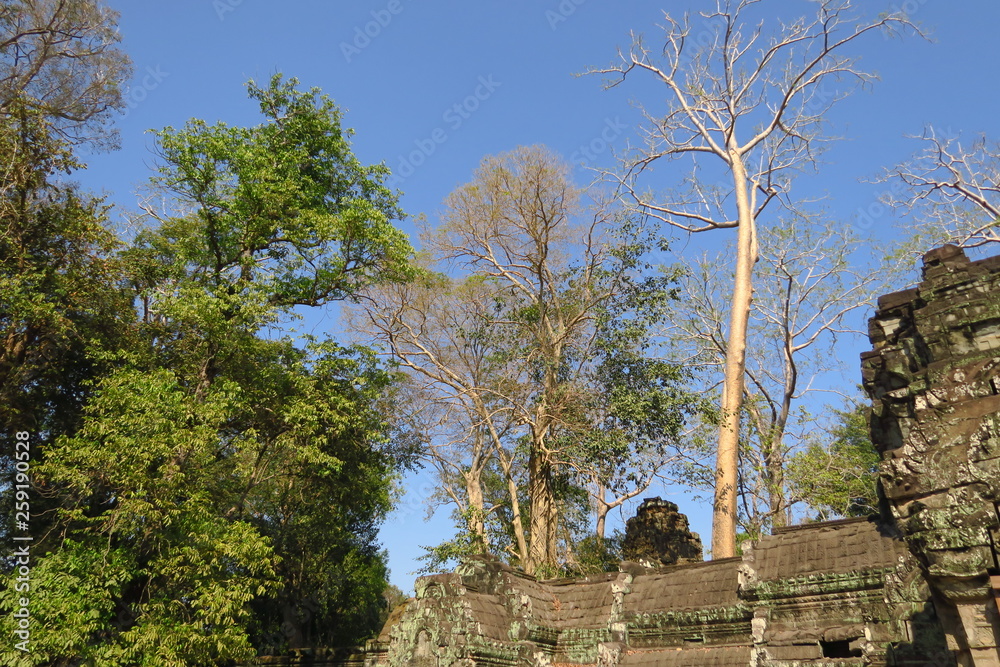 Wall mural arbres et temple d'angkor