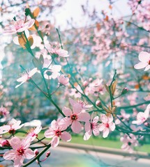 Spring Flowers background
