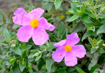 Rosa Arkansana Flower