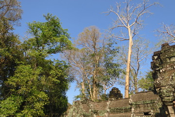Arbres et temple d'Angkor 