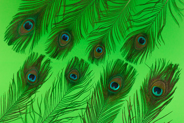Obraz premium peacock feathers group flat lay on green background