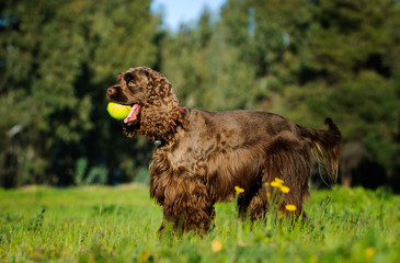 Brown Cocker Spaniel standing in field with ball in mouth
