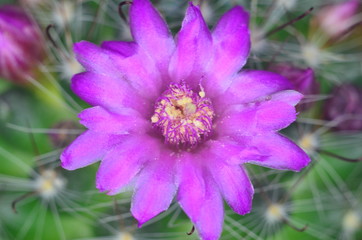 Obraz premium Cactus flower