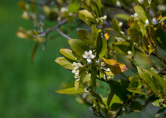 Fototapeta premium orange tree with flower ovary on a branch in the gardens of cyprus in spring