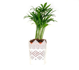 Chamaedorea plant in lace pot isolated on white background