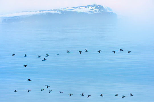 Flock of thick-billed murre flying over Hinlopen Strait