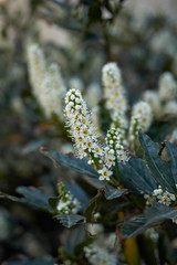 Prunus laurocerasus Otto Luyken