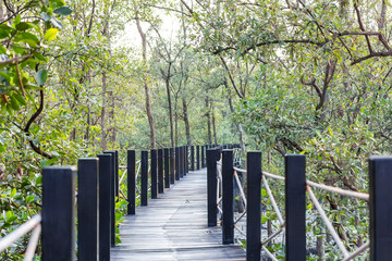 Natural wooden bridge in quiet mangrove forest at evening