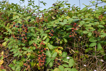 Rubus ulmifolius 