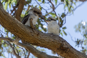 kookaburra on a branch