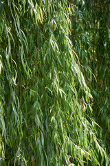 Obraz premium Salix babylonica