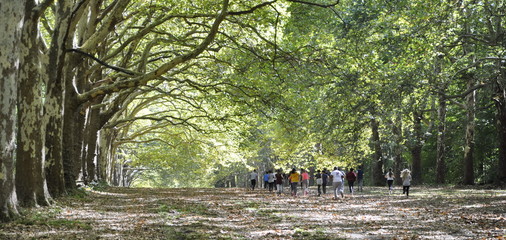 Footing des &eacute;leves sous les platanes