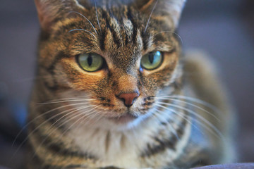 ordinary cat with green eyes