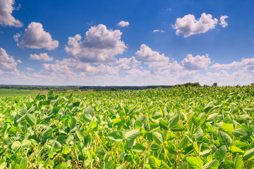 Rural landscape - field the soybean (Glycine max) in the rays summer sun under sky with clouds