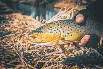 Fishing, brown trout.
