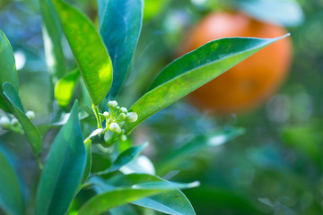 Tangerines growing on a tree, in spring, in tangerine gardens