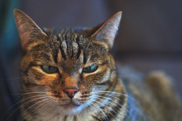 Fototapeta premium ordinary cat with green eyes