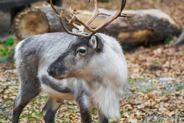 Portrait of a male reindeer held captive in a zoo. Big antlers, white and gray fur. Looking at the camera. 