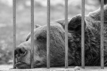 Sad captive brown bear in a zoo cage looking through the metal bars. Concept of animal rights,...