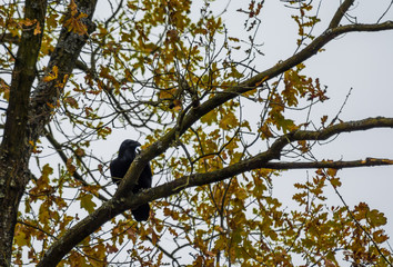 Large raven standing on a branch and hiding behind tree leaves. Predatory bird camouflage in nature to hide from prey.