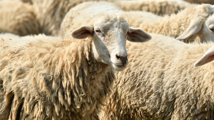 The sheep are eating grass in the morning farm.