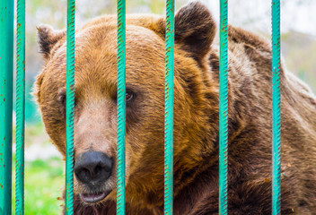Sad brown bear looking through the bars of a cage in the zoo. Concept of abuse, cruelty, animal rights and captivity. Selective focus. 