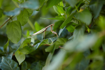 praying mantis on green plants