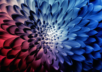 Fototapeta na wymiar Abstract Flower Petals Background