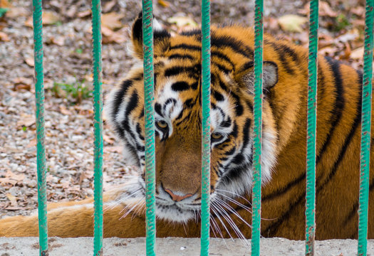 Sad Siberian tiger looking through the bars of a cage in the zoo. Captivity, animal rights, loneliness, endangered species. 