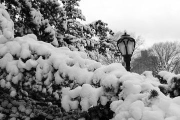 Fluffy snow over pine tree and lamp post black and withe