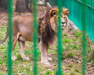 Big male african lion held captive in a cage at the zoo. Concept of animal rights, abuse, cruelty and vulnerable species. 