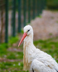 White stork with beautiful feathers, long beak and black eyes looking at the camera. Large bird close up portrait. Empty space for text. 