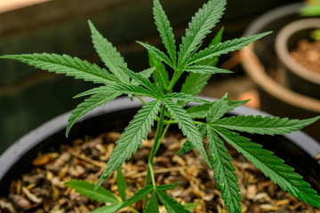 Cultivation of marijuana (Cannabis sativa), flowering cannabis plant as a legal medicinal drug,