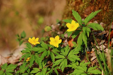 gelbe Buschwindröschen    Anemone ranunculoides