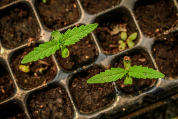 marijuana growing from seed,Young plant shot
