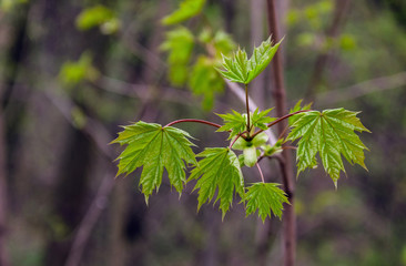 young maple green leaves
