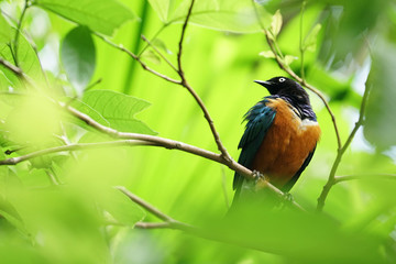 A Malaysian bird