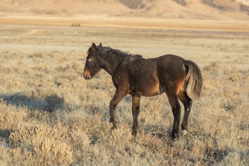 Wild Horse in Winter in Utah
